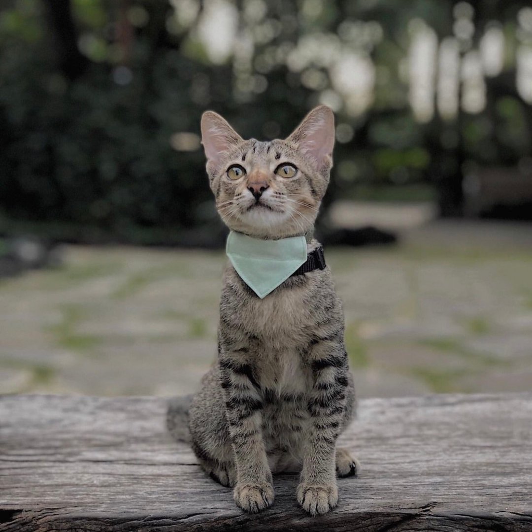 简约手工定制小猫项圈 | Crocodile Green Breakaway Cat Collar - 项圈/牵绳 - 棉．麻 绿色