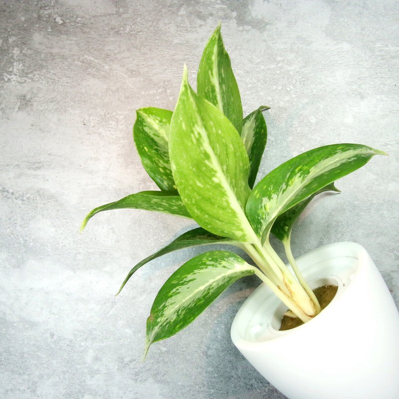 |森多 水耕植研所| 粗勒草 - 植栽/盆栽 - 植物．花 白色