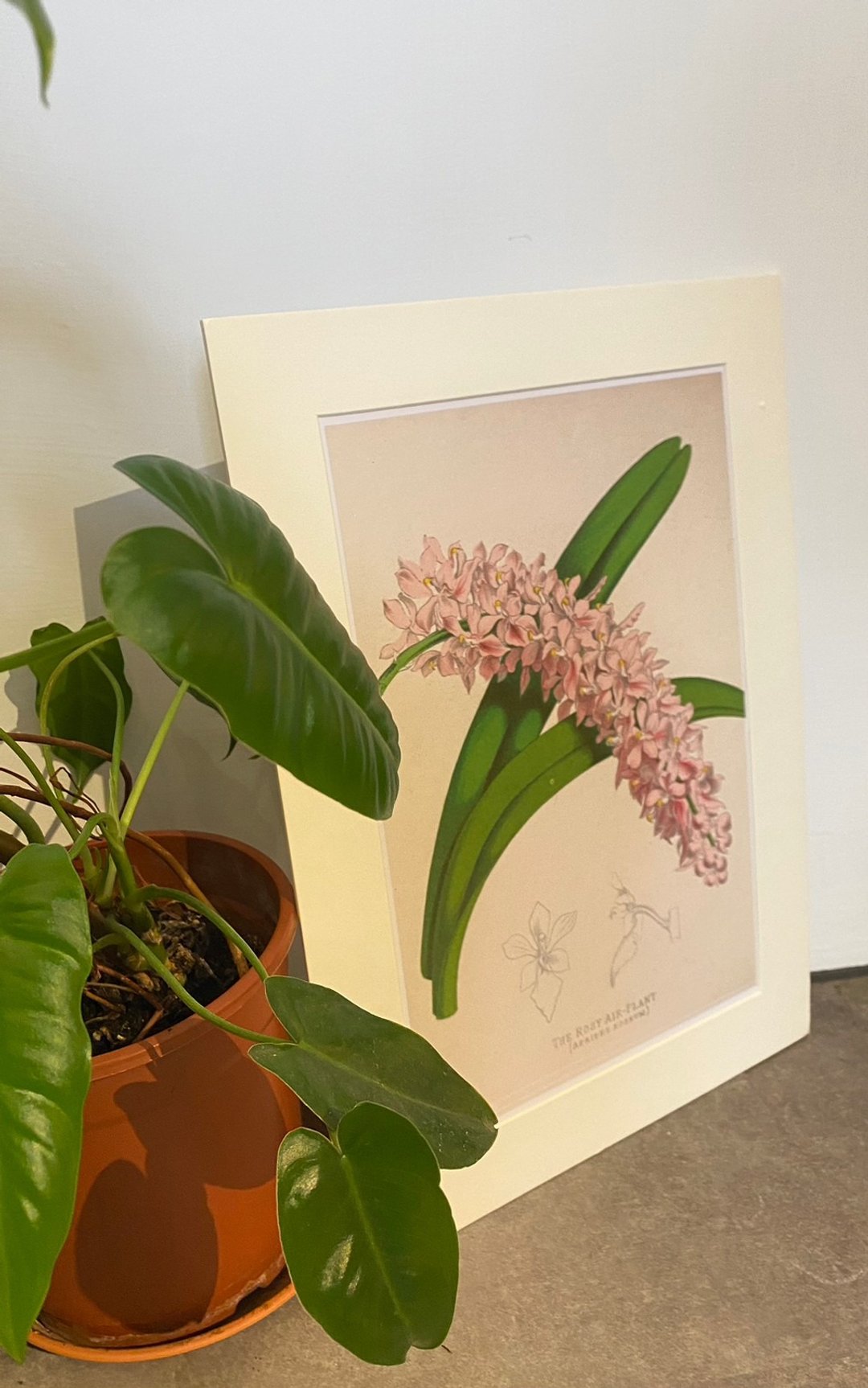 本店独立印制英国古典植物图鉴Flower Garden 花卉插画 - 海报/装饰画/版画 - 纸 