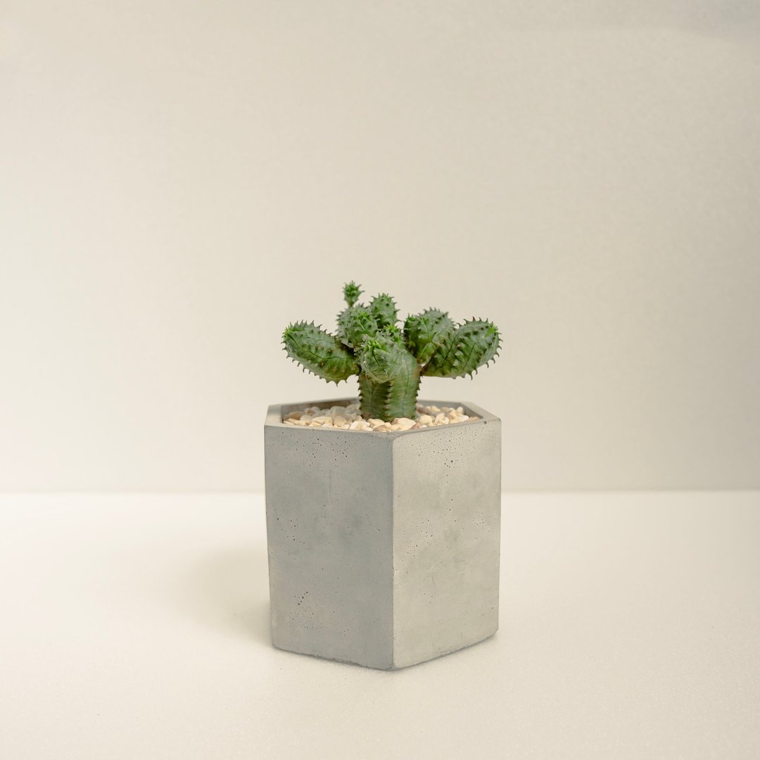 柱状布纹球│泥作系列│福所栽 - 植栽/盆栽 - 水泥 