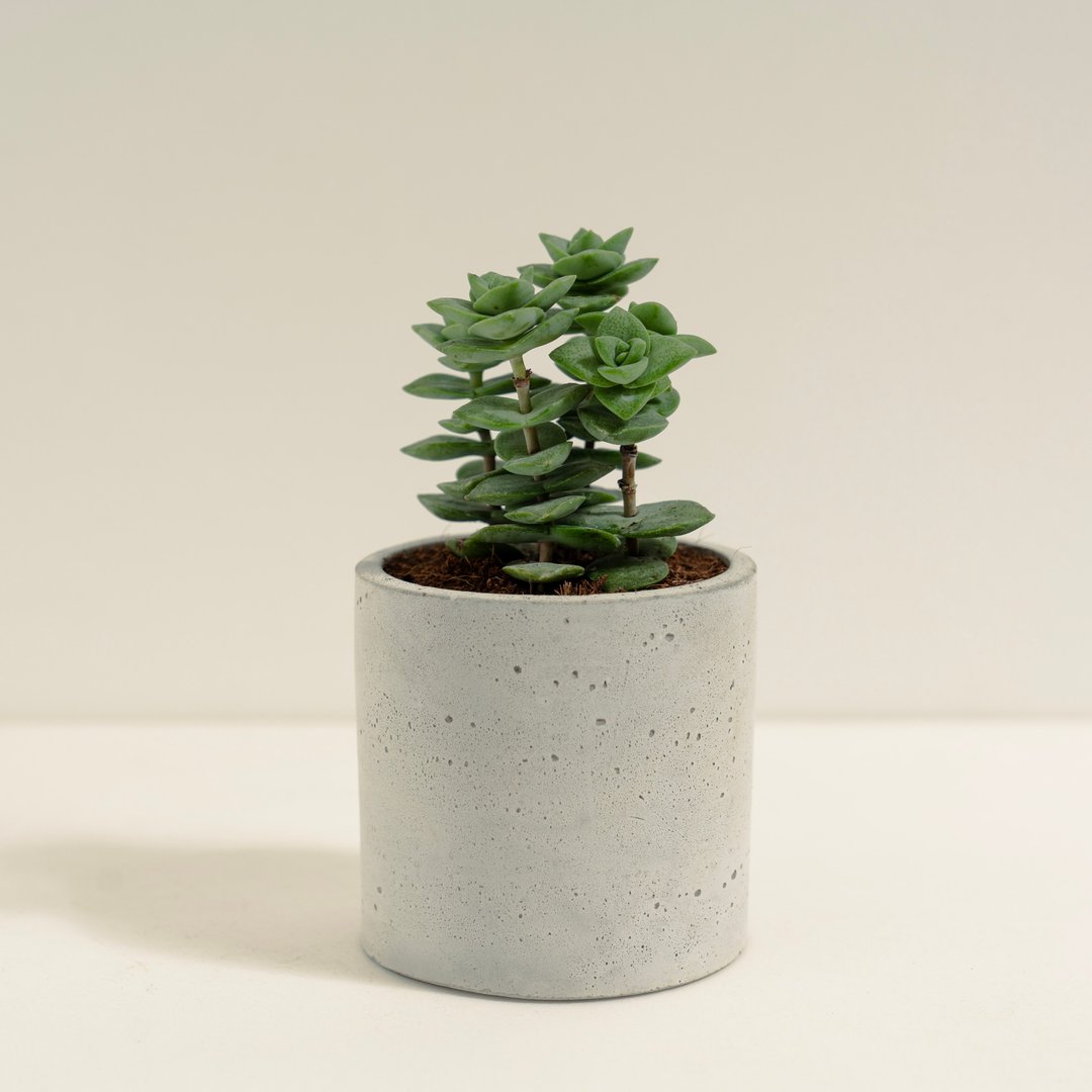 星王子│泥作系列│福所栽 - 植栽/盆栽 - 水泥 绿色