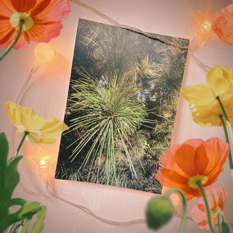 have a nice day 台湾趣明信片/酷卡/政大校园树树 - 卡片/明信片 - 纸 多色