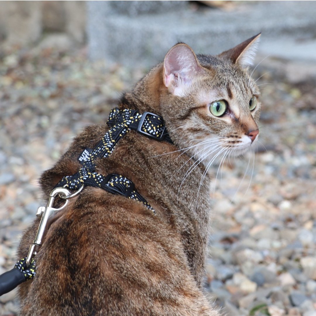 FLASH闪电系列 猫用工字胸背 黑黃 - 项圈/牵绳 - 尼龙 黑色