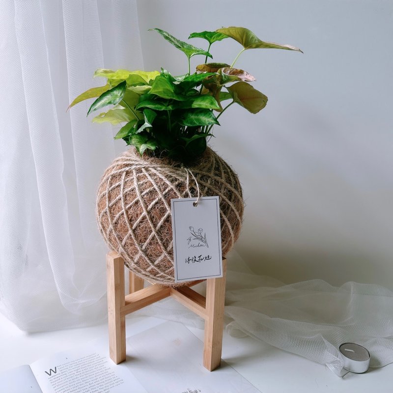 大苔球 综合合果芋  植栽 - 植栽/盆栽 - 植物．花 