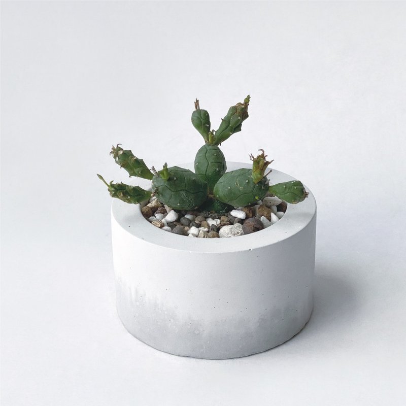 玉麟宝 蚂蚁雄兵 松球麒麟-小圆形渐层水泥多肉植栽 (现货) 一寸 - 植栽/盆栽 - 水泥 灰色