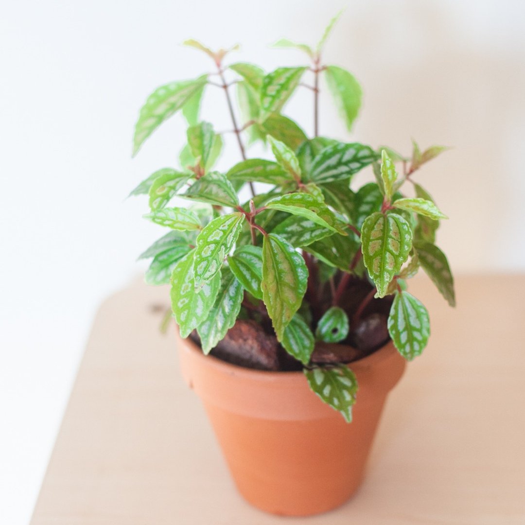 【小西瓜】银脉冷水花 | 耐阴植栽 | 居家布置 | 办公室盆栽 - 植栽/盆栽 - 植物．花 绿色