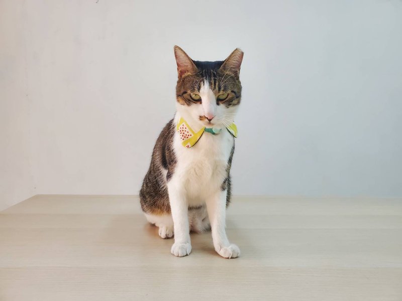 新竹手作体验课程—毛小孩项圈/宠物项圈 波浪款领圈 - 编织/羊毛毡/布艺 - 棉．麻 