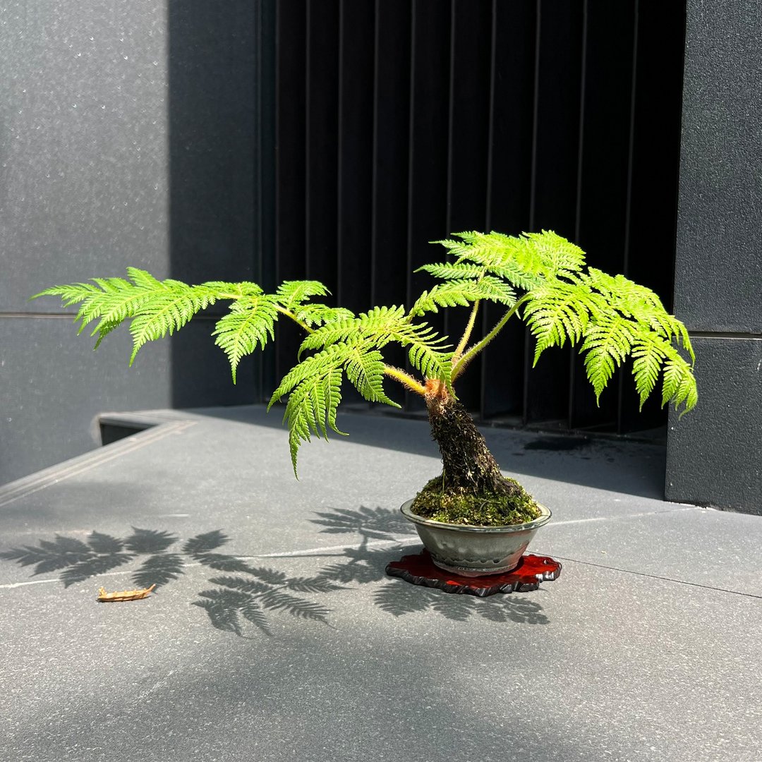 笔筒树盆景树∣觉蕨森林 - 植栽/盆栽 - 陶 