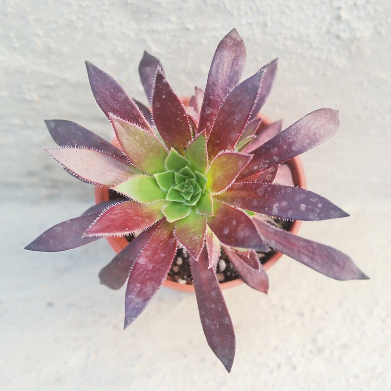 【豆豆多肉】【凤凰法师】乔迁│送礼│升迁│多肉植物 - 植栽/盆栽 - 植物．花 