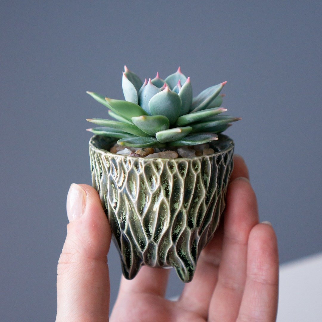 带有 Echeveria Chihuahuensis 的微型珠宝盒 - 收纳用品 - 其他材质 