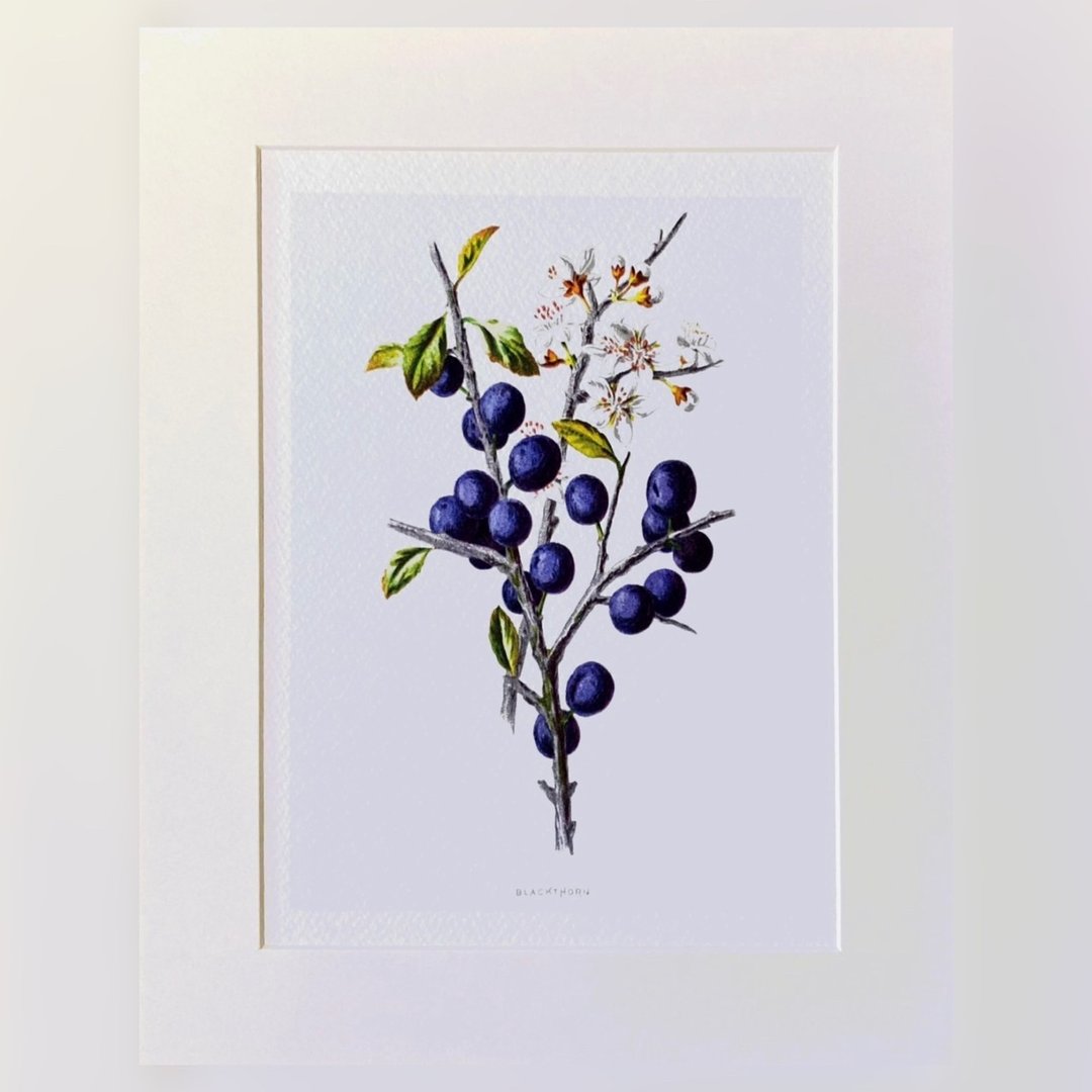 本店独立印制 - 英国20th世纪初VINTAGE - 花卉精美插画 - 海报/装饰画/版画 - 纸 紫色