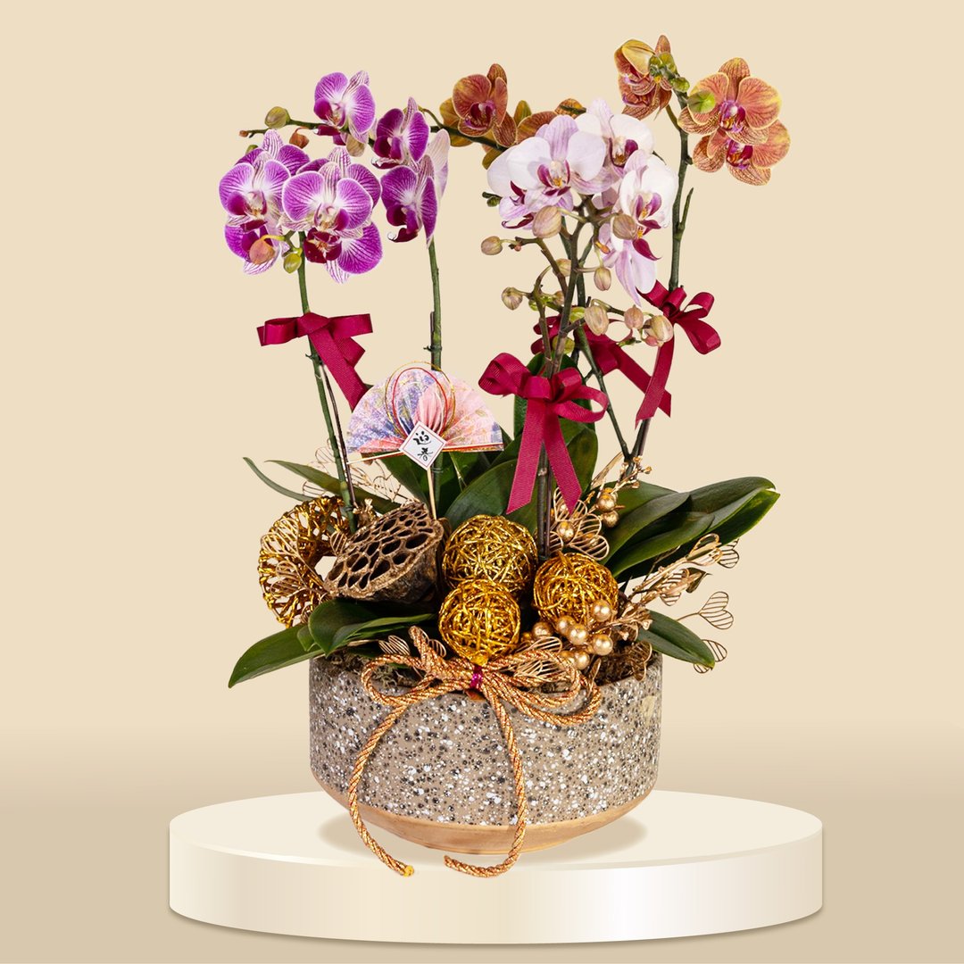 格兰花店 - 三色小品蝴蝶兰5棵 (1132) 兰花 新春兰花 年花 - 植栽/盆栽 - 植物．花 
