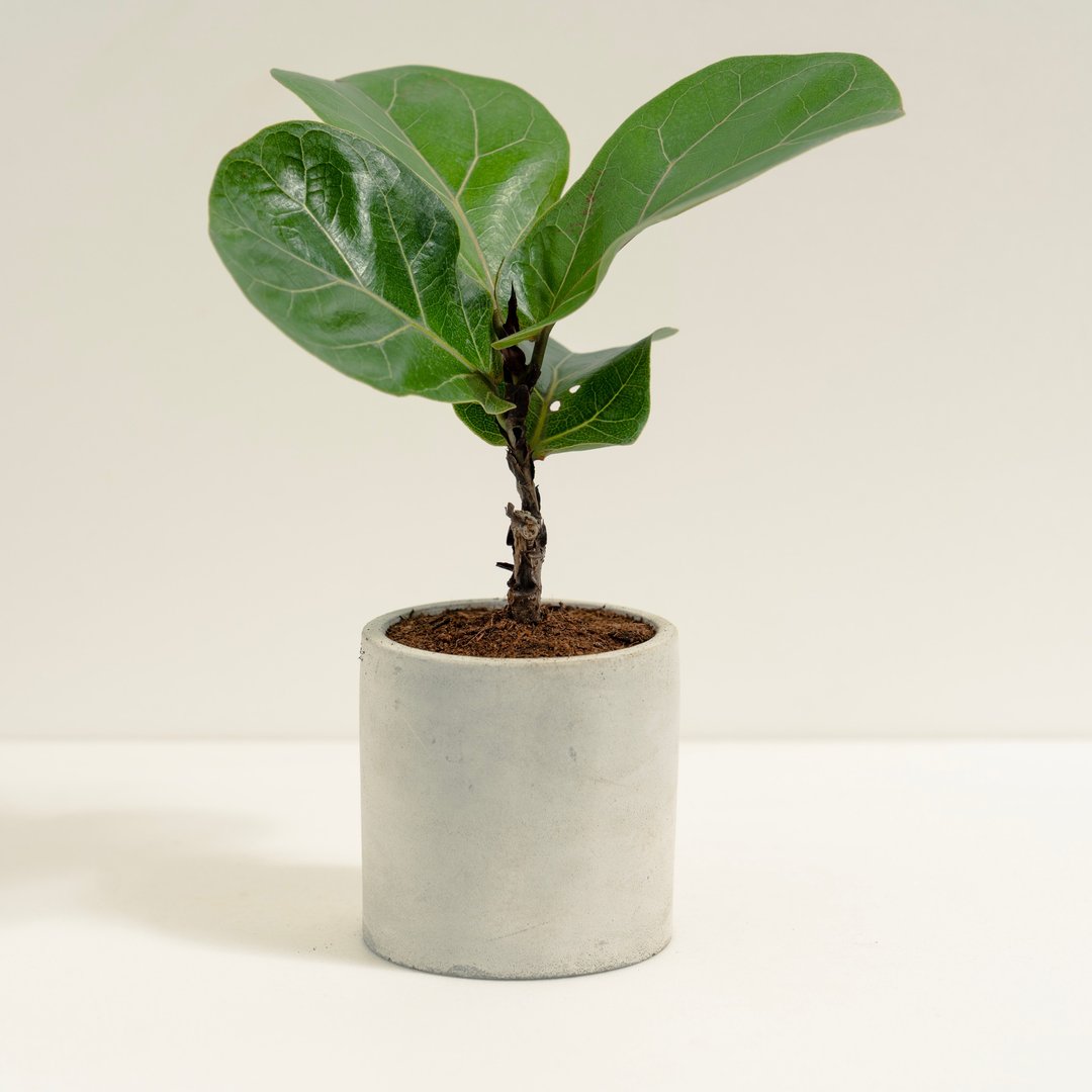 琴叶榕│泥作系列│福所栽 - 植栽/盆栽 - 水泥 绿色
