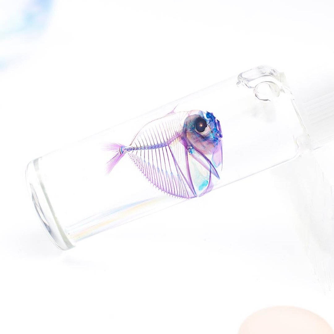 透明标本 眼眶鱼 皮刀 鱼类标本 台湾海洋生物 - 摆饰 - 玻璃 红色