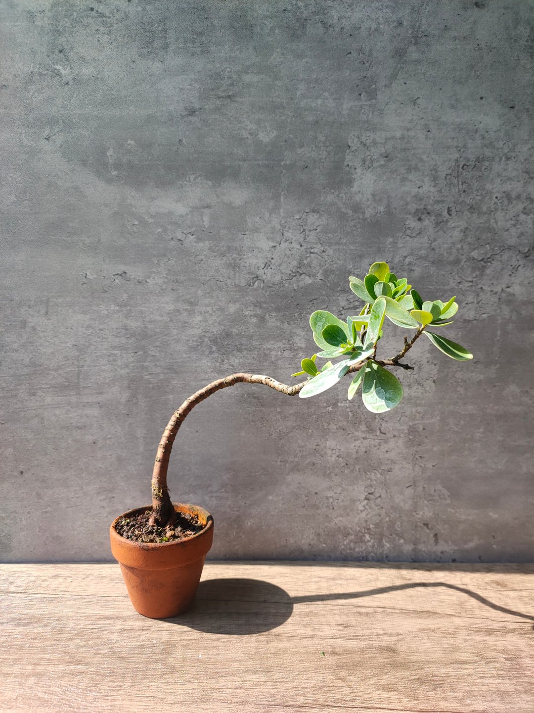 地根棉 - 植栽/盆栽 - 植物．花 