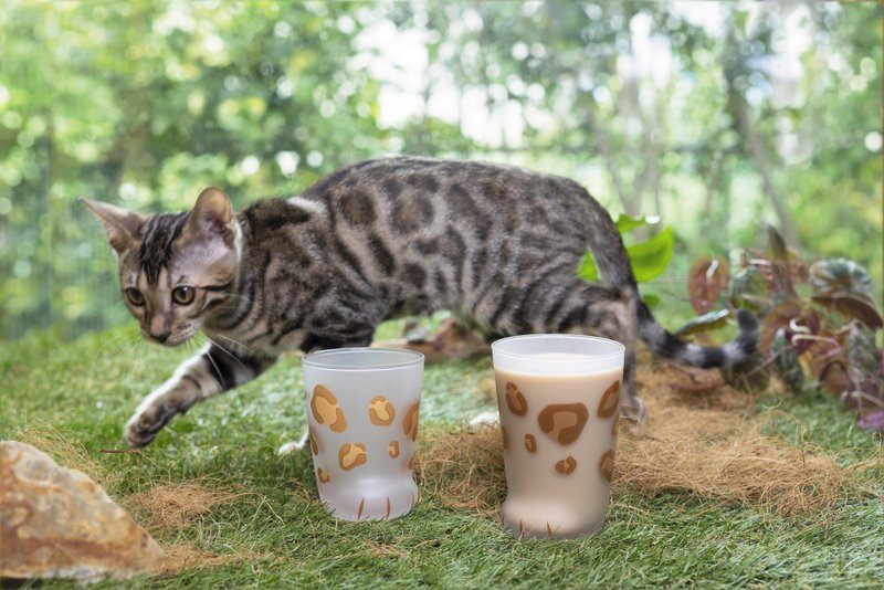 6043 Cat Cup Glass Cat Goods [coconeco kitten] 230ml cat lover foot Paw present Tumbler Cat Cute miscellaneous goods Cat Tableware - 玻璃杯 - 玻璃 咖啡色