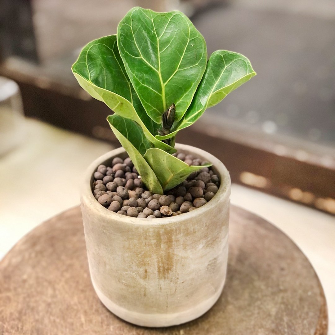 简单生活 琴叶榕小品水泥盆 | 居家办公好伙伴 WFH - 植栽/盆栽 - 植物．花 绿色