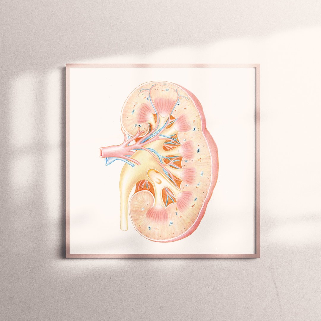 复制画-Kidney | 肾脏, 器官 - 海报/装饰画/版画 - 纸 
