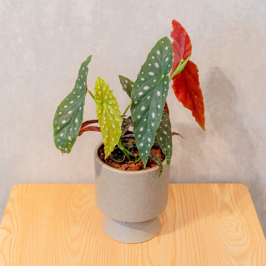 鳟鱼海棠盆栽 (高脚花盆-绿) - 植栽/盆栽 - 植物．花 