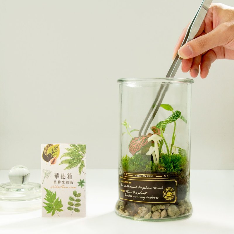 萤光蕈植物生态瓶 在线手作 DIY材料包/附在线教学影片 - 植栽 - 其他材质 
