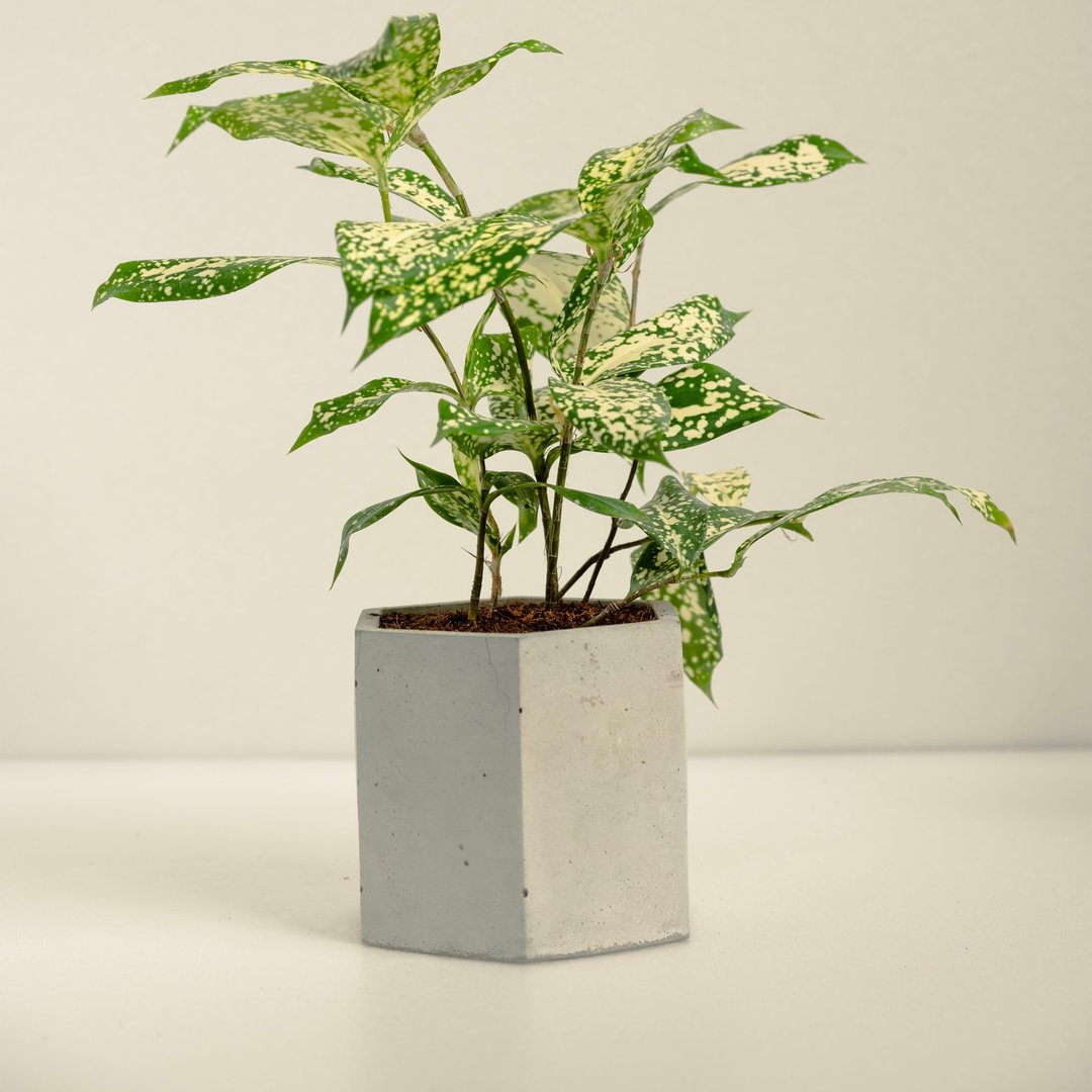 星点木│泥作系列│福所 - 植栽/盆栽 - 水泥 黄色