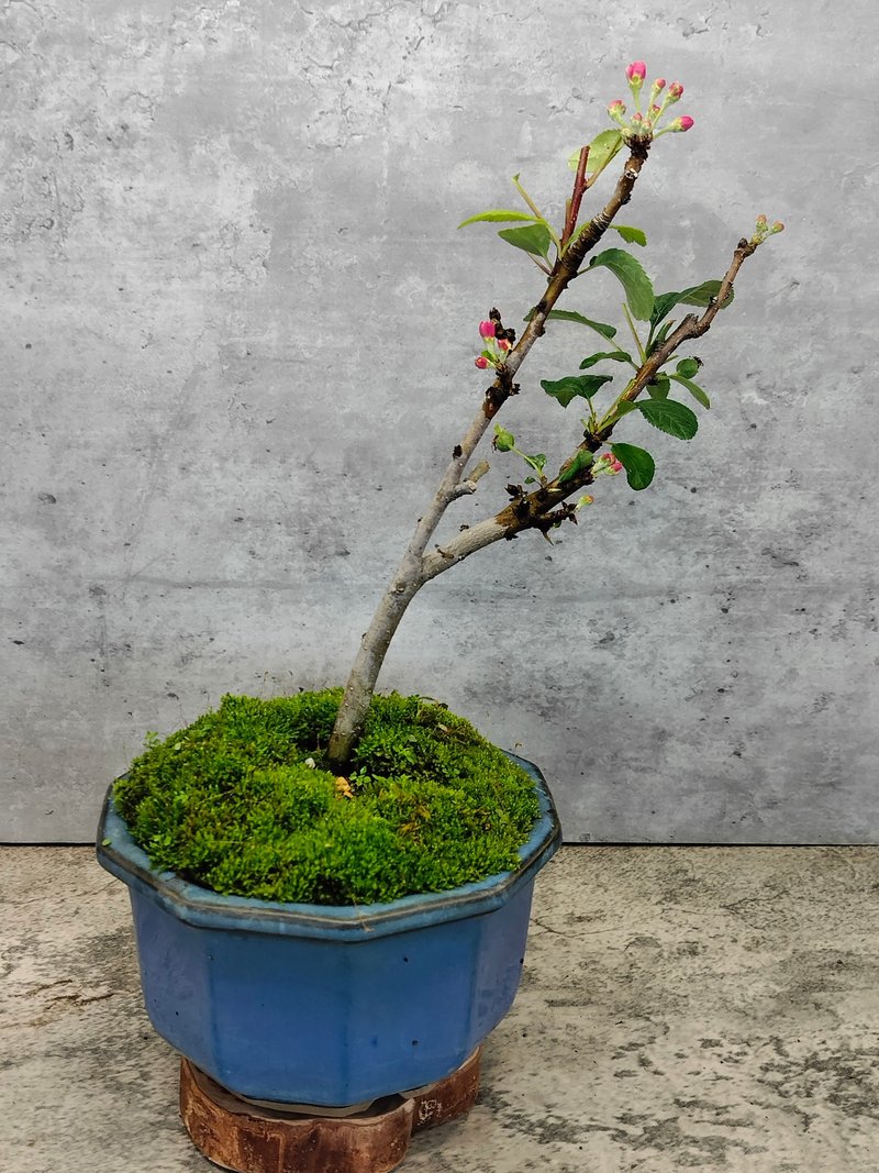 陶盆盆栽一才海棠姬苹果 - 植栽/盆栽 - 植物．花 