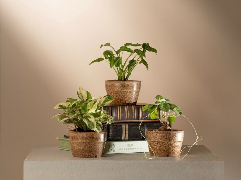再生竹盆器 - 植栽/盆栽 - 竹 卡其色