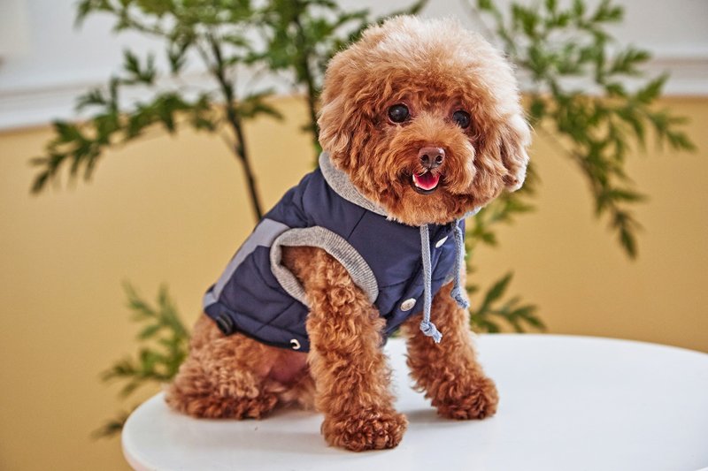 帅气保暖连帽防风蓝灰色铺棉背心 - 衣/帽 - 纸 蓝色