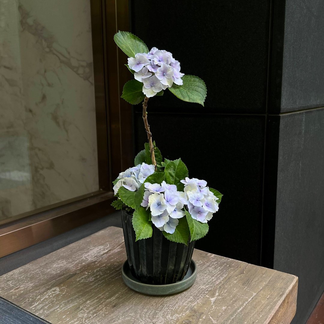 日本新品种∣柠檬の吻 紫阳花盆栽开花中 - 植栽/盆栽 - 水泥 