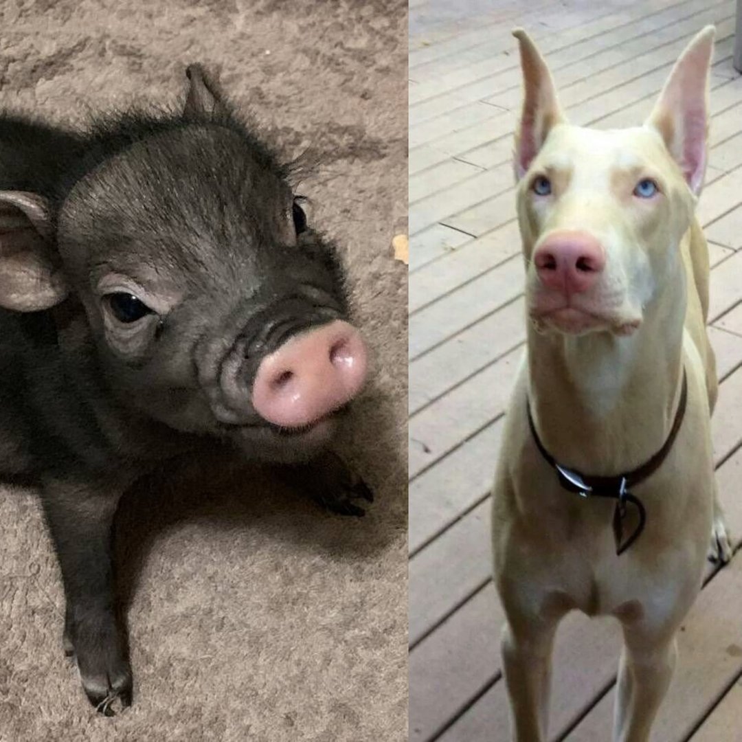 Custom order White Doberman and the black mini pig - 玩偶/公仔 - 羊毛 白色