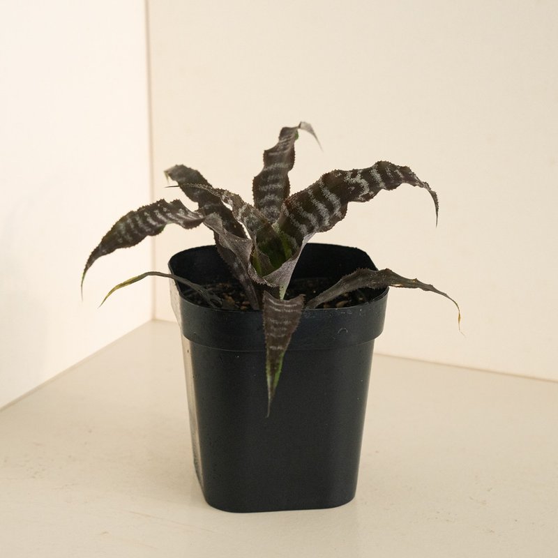 黑虎纹绒叶凤梨 - 植栽/盆栽 - 植物．花 