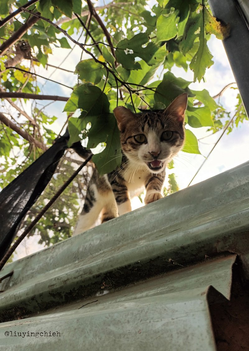 屋顶上的猫咪 Cat Postcard 猫咪明信片 小老虎 白袜子虎斑猫老大 - 卡片/明信片 - 纸 卡其色