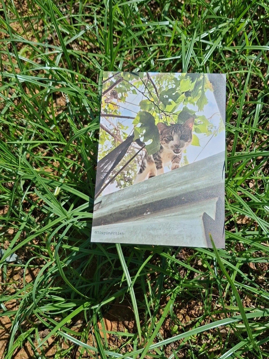 屋顶上的猫咪 Cat Postcard 猫摄影明信片 小老虎 白袜虎斑猫老大 - 卡片/明信片 - 纸 卡其色