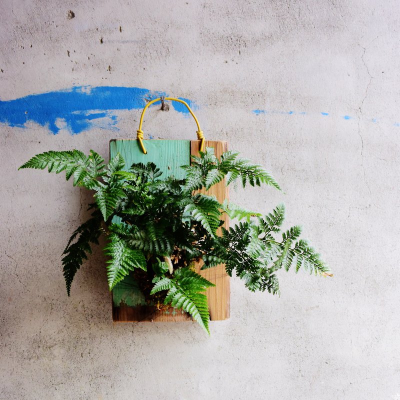 植栽板/植物/上板/绑板/植栽/兔脚蕨 - 植栽/盆栽 - 植物．花 绿色