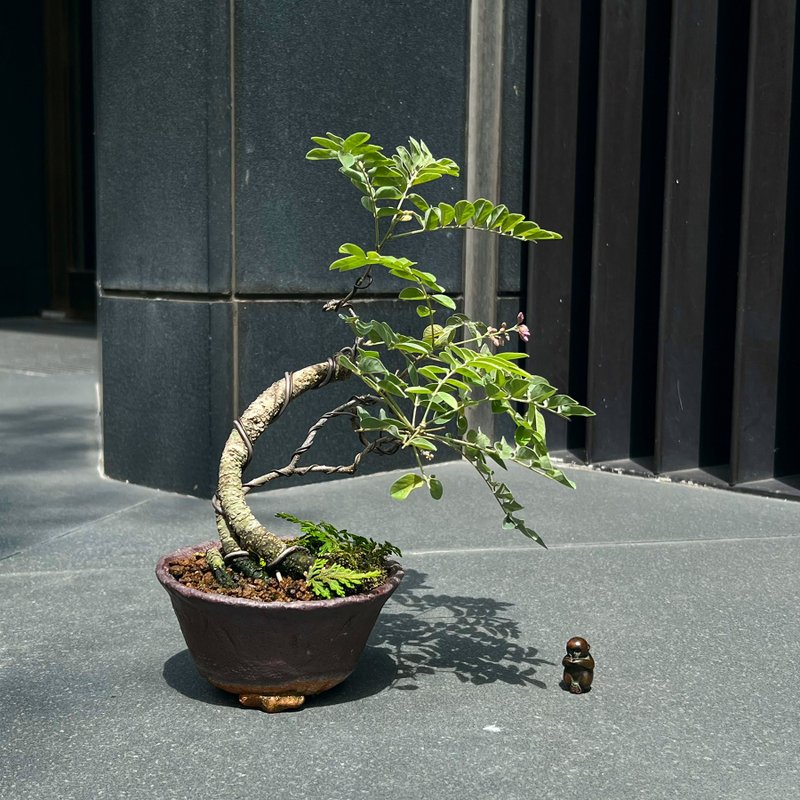 小叶鱼藤∣小品珍稀盆景 开花中 - 植栽/盆栽 - 陶 