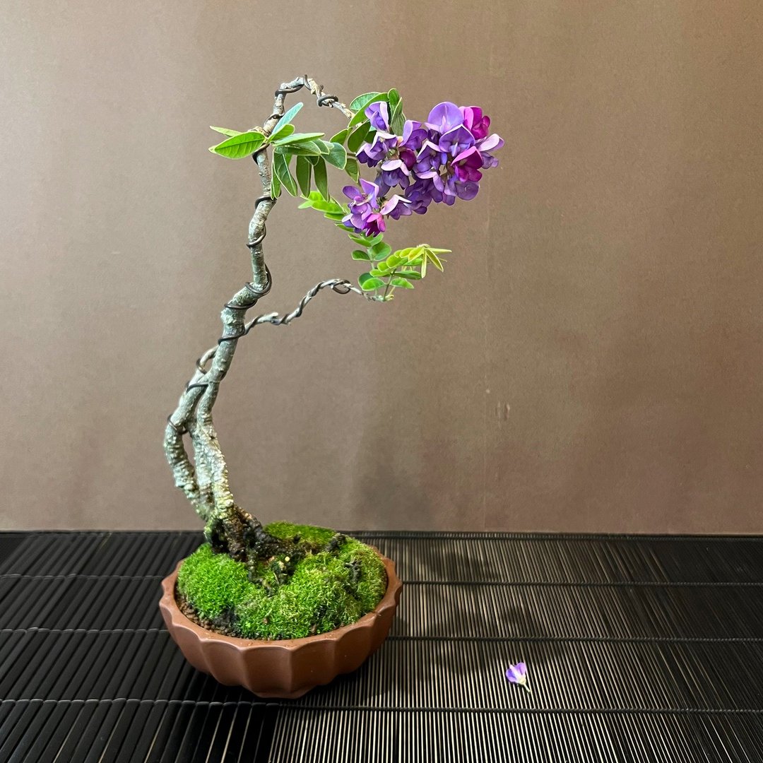 珍稀小叶鱼藤∣中品展览级盆景 开花中 - 植栽/盆栽 - 陶 