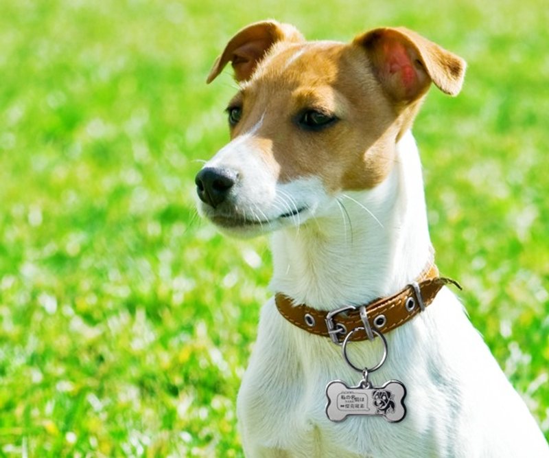 【杰克罗素】‘骨vs圆’专属特版-定制名牌（6色钻）◆可爱x防走失◆ - 项圈/牵绳 - 其他金属 