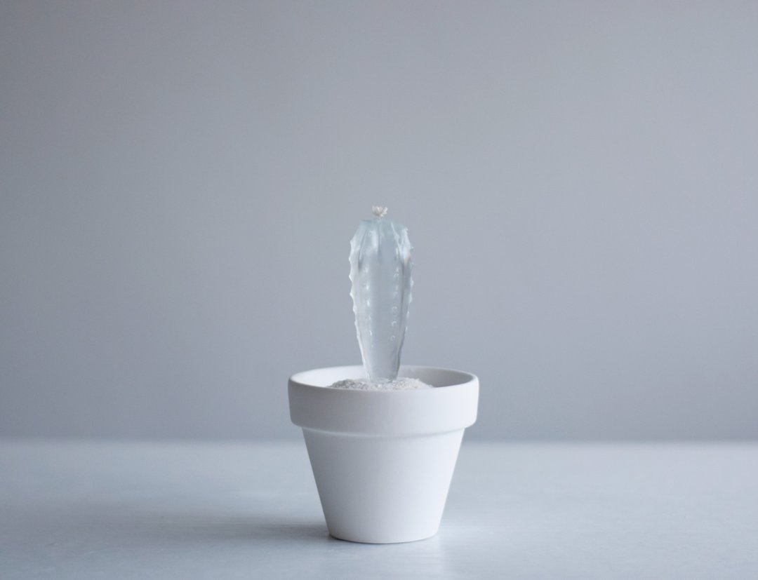 water cactus small Azureus - 摆饰 - 塑料 透明