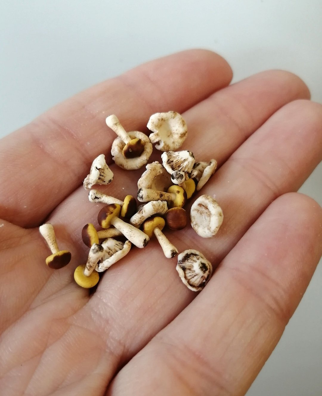20 pieces.Assorted mushrooms.Miniature dollhouse. Fungus mushrooms . Dollhouse. - 玩具/玩偶 - 粘土 多色