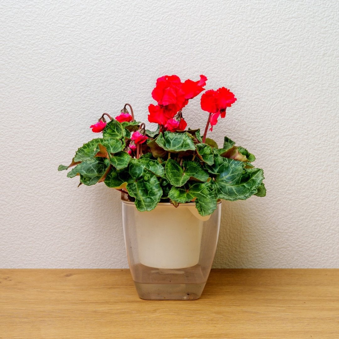 仙客来  免浇水方形盆栽 室内植物 观叶植物 礼物 盆栽 - 植栽/盆栽 - 植物．花 