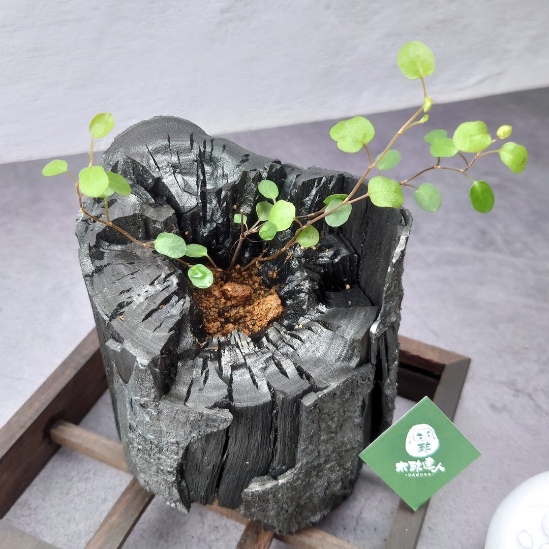 艺术炭盆栽-钮扣藤  送礼/办公室小物/净化空气/疗愈系 - 植栽/盆栽 - 植物．花 绿色