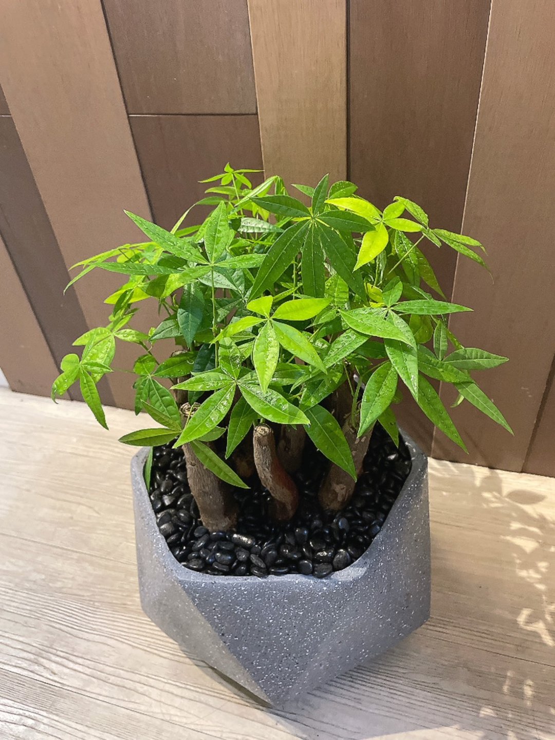 发财树之马拉巴栗 - 植栽/盆栽 - 植物．花 绿色
