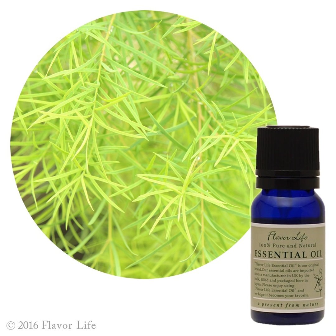 【茶树精油】Melaleuca alternifolia (Tea tree) - 香薰/精油/线香 - 精油 绿色