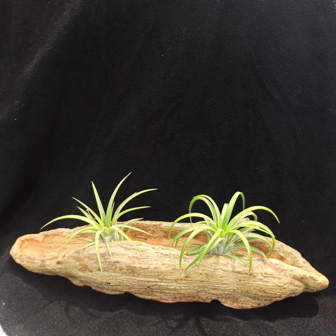 植器花器盆钵手捏陶 - 花瓶/陶器 - 陶 卡其色