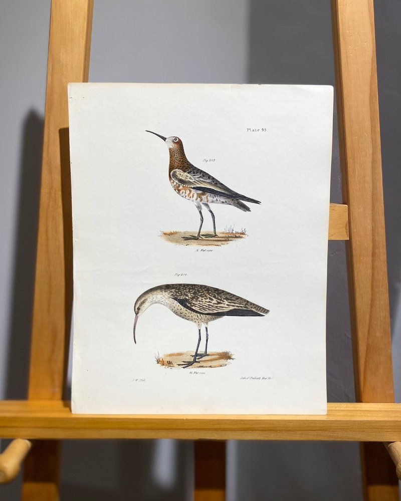 1842James Ellsworth纽约动物学-手绘上色版画-弯嘴滨鹬J.W Hill - 海报/装饰画/版画 - 纸 白色