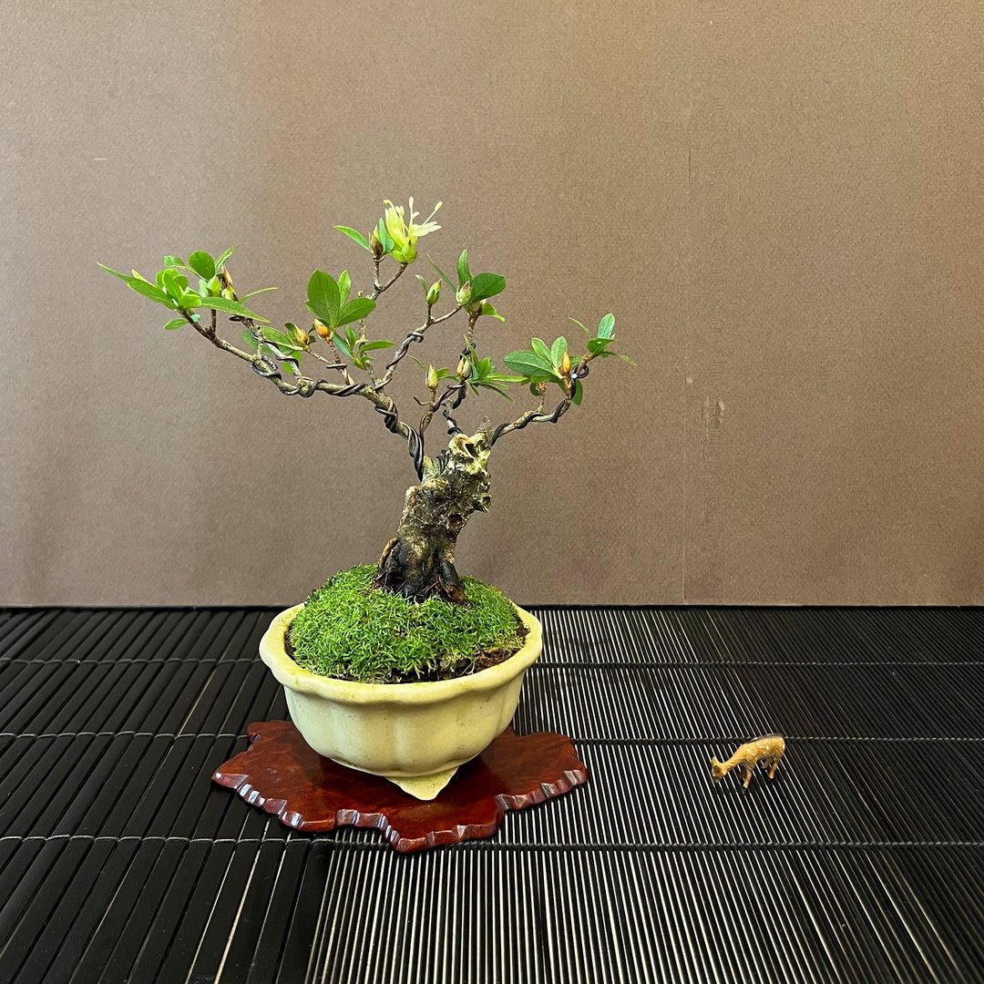 日本皋月杜鹃∣千羽鹤 舍利干迷你盆景 开花中 - 植栽/盆栽 - 陶 