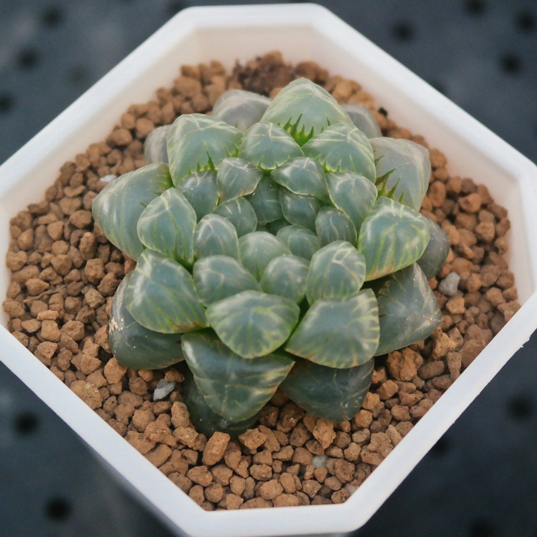 【豆豆多肉】【姬玉露】乔迁│送礼│升迁│多肉植物 - 植栽/盆栽 - 植物．花 