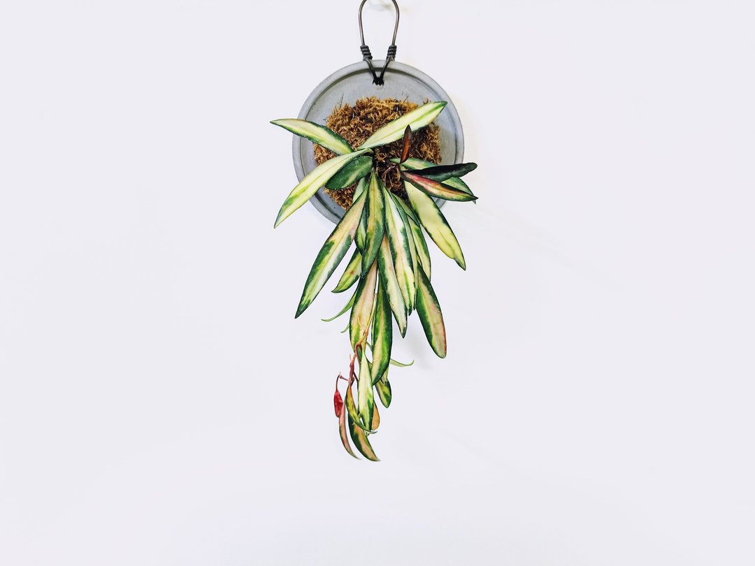 斑叶狭叶球兰│水泥上板植栽│阳台植物│喜光植物│观叶植物 - 植栽/盆栽 - 植物．花 多色