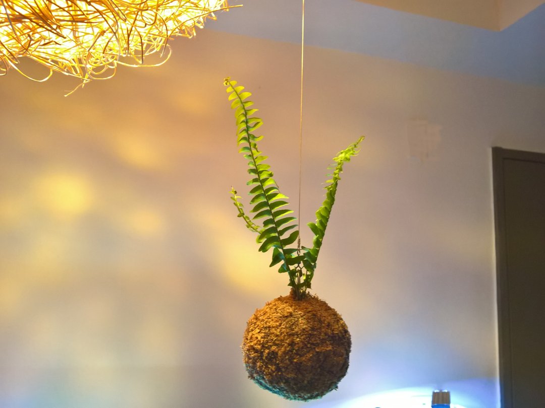 芊艹手作/ 漂岛系列苔球 - 波士顿肾蕨 - 植栽/盆栽 - 植物．花 绿色