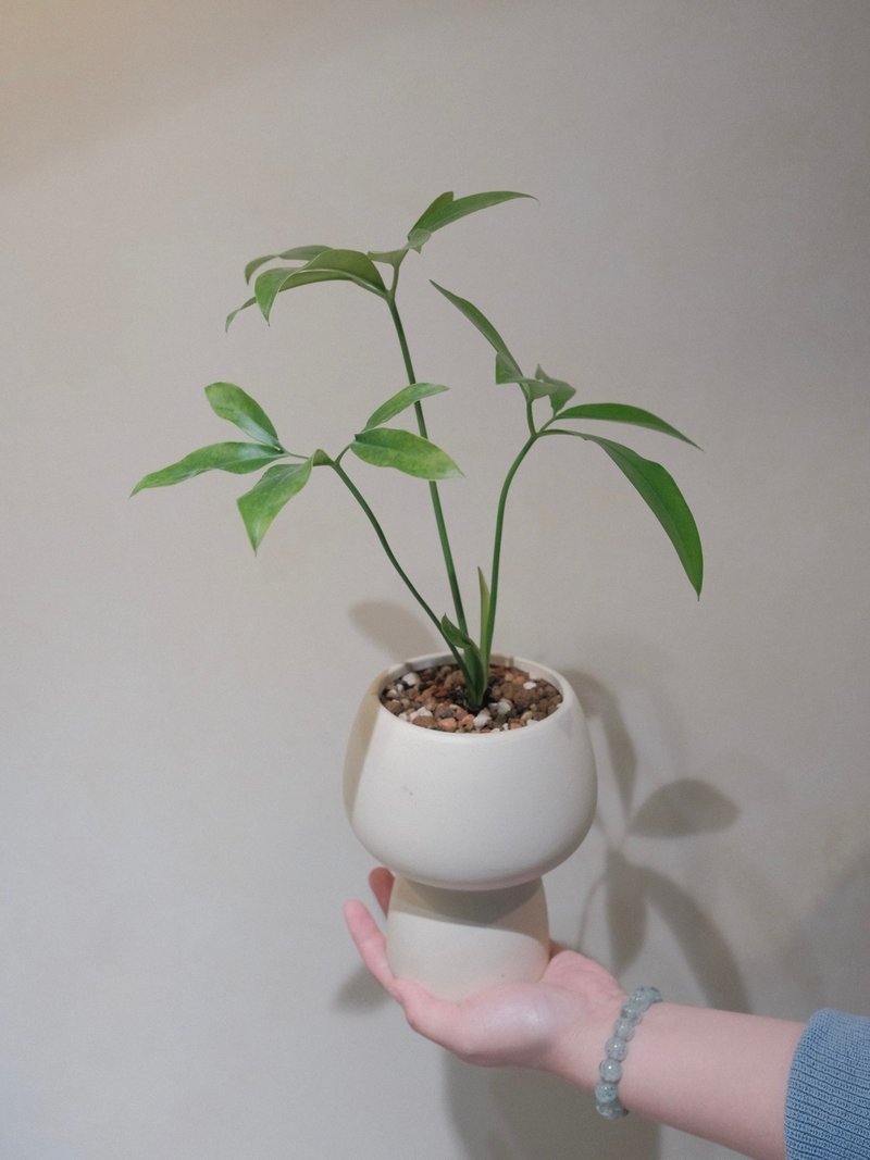 鹅掌蔓绿绒 - 植栽/盆栽 - 植物．花 